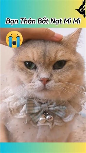 😡 My Best Friend Is Bullying Mi Mi Too Much #pets #pets #funnycats #funny #cat #cute