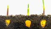 Corn growing from seed timelapse, HD video