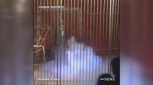Lion attacks performer during circus in France
