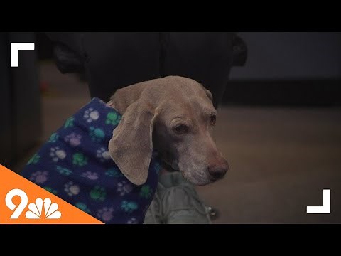 Petline9: Mile High Weimaraner Rescue