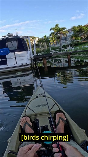 TT Fishing on Instagram: "Michael Wright fishing pontoons and jetties for bream with a ZMan 2.5" PrawnZ in Jelly Prawn colour and light TT HeadlockZ Finesse UV jighead. The TT Red Belly a perfect rod option for finesse plastics, with its softer tip and plenty of stopping power in the bottom end. Bring it on! 🎥 @yak_jack_bass Slick new blood red aesthetics are just the beginning... 25 Red Belly rods are built on light and responsive 30T Toray Carbon blanks and finished with Fuji Tangle Free K-Se
