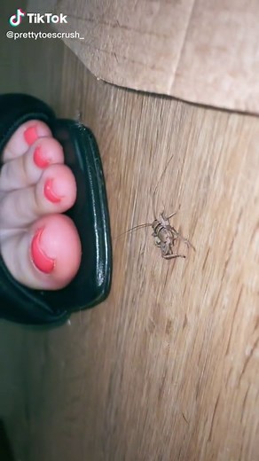 TikTok - Make Your Day