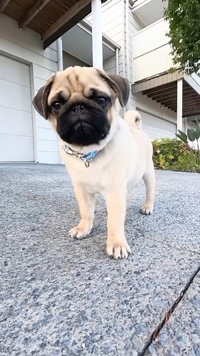 70K views · 3.7K reactions | Zoomies level 100 ‍♂️✨ @its_me_olly_the_pug | Pugs | Facebook