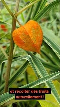 How to double your physalis harvest this summer #gardening #tips