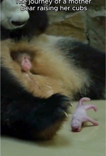 Sacred Motherly Love: Adorable Panda Family Moments