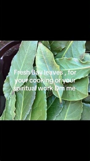Fresh Bay leaves for cooking or spiritual work