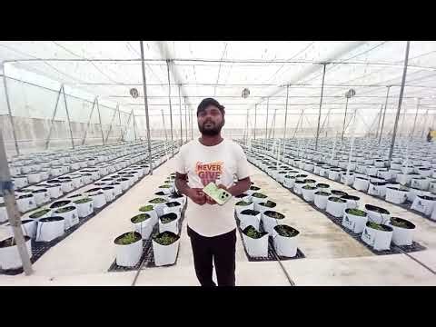Take a look of Polyhouse | capsicum farming 👀