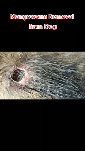Mangoworm Removal from Dog