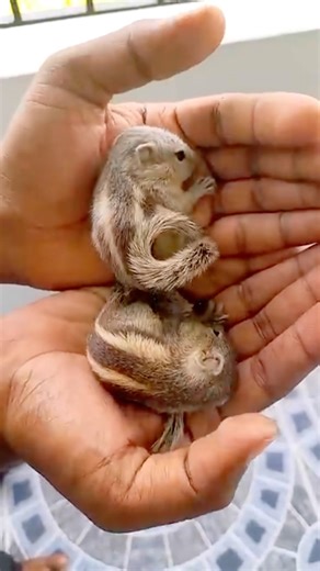 Two Cute Baby Squirrels Melt Your Heart 🐿️💖 #shortsfeed #youtubeshorts #animals