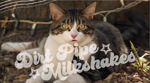 7.2K views · 221 reactions | "It’s a children’s film with all the dialogue and set design of a full on porno. We saw A Talking Cat!?!, so you know what that means…" | How Did This Get Made? | Facebook