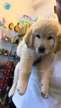 Mana pet mart lo soft fish collection chudham🦈 #aquarium #aquariumfishmarket