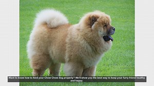 How to Properly Feed Your Chow Chow: Tips for a Healthy and Happy Dog