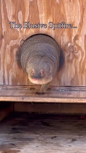 59 reactions · 4 comments | Did you know that Mongoose has specialized cells that ward off snake venom? That’s right! Mongoose can actually kill and paralyze cobras! • • • • • • • • #foreverwildexoticanimalsanctuary #foreverwild #foreverwildexotics #nonprofitorganization #nonprofitanimalsanctuary #wildlifesanctuary #highdesertlife #socalfamilyfun #highdesert #mongoose #cobrakiller | Forever Wild Exotic Animal Sanctuary | Facebook