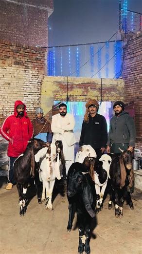 Exploring Saudi Arabian Motor Culture