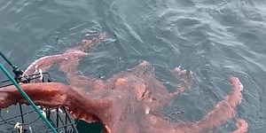 WATCH: Giant Pacific octopus caught off Oregon coast