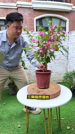 三角梅老桩养护技巧与扦插