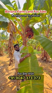 9.7K views · 2.1K reactions | Valai thoppu for Sale Makkalay….  Farm land investment opportunity in the Banana belt of Tamil Nadu Tirunelveli Radhapuram Looking to Buy a Banana Farm ? Contact us ! 9047 373 373 #sellwidely #trendingreels #viralvídeos #valai #business #investment #waterwell #freeeb #profit #shareforshare | Sell Widely | Facebook
