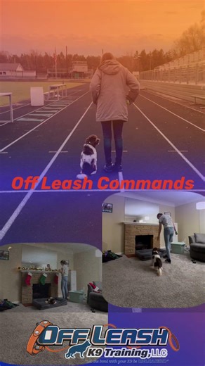 Sweet Cockapoo | Amazing Obedience | Trainer: Lauren Duncan