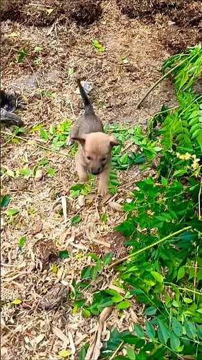 Cute Puppy Crying Sound 😢🔥 | Heart-Touching Moment