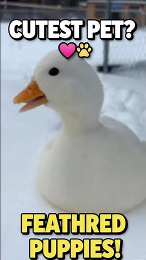 Meet the cutest little duck you,be ever seen! 🐥❤️ #duck #cute #cuteanimals #animals #pets