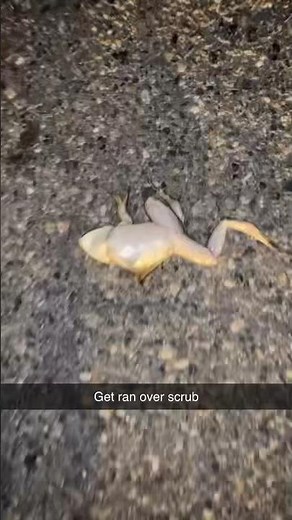 When you’re going bullfrog gigging and you get a bonus frog with the car #shorts #frog