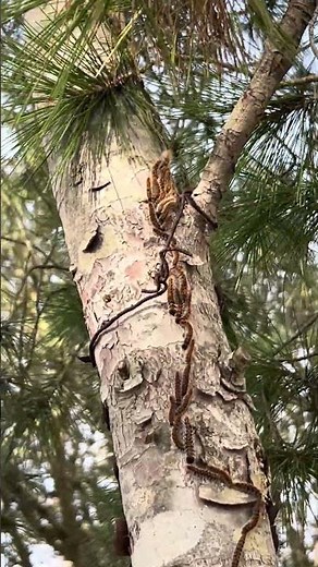 The pine processionary caterpillar, also known as the "processionary caterpillar" #processionary ...