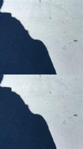 Feed Hungry Birds: A Quick Guide