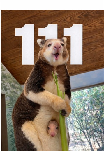 DÍA 111 DE 365 🗓️ El canguro arborícola es uno de los pocos canguros adaptados completamente a la vida en los ÁRBOLES. Habita selvas tropicales de Nueva Guinea y el noreste de Australia, donde pasa la mayor parte del tiempo desplazándose entre ramas. Puede medir entre 48 y 65 centímetros de largo y entre 40 y 50 centímetros de altura, y pesar entre 7 y 15 kilogramos. A diferencia de los canguros terrestres, tiene patas delanteras más fuertes, garras curvas y una cola larga que usa como equilibr