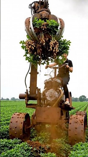 Robot Collects Peanuts 🥜 in Amazing Harvest Video #robotpig #farming #oldrobot #rustyrobot #farmlife