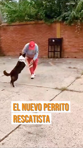 5.2K views · 53 reactions | Orco, el nuevo integrante de Protección Civil y Bomberos GDL, continúa su entrenamiento para ser el mejor canino rescatista y salvar vidas. ‍ Mira cómo avanza su entrenamiento: | Gobierno de Guadalajara | Facebook