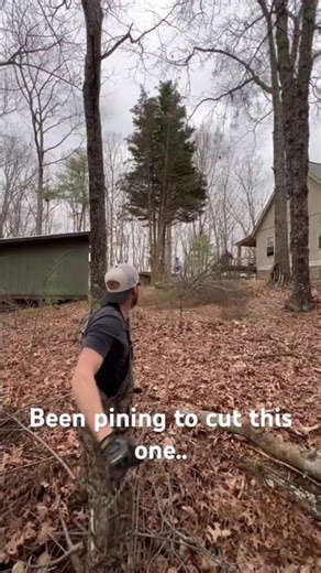 Tree felling 101 (Appalachia method)