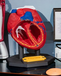 3D Printed Heart Model: Anatomical Replica for Education & Decor - Etsy Australia