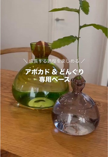 アボカドを育てる方法｜水耕栽培を楽しもう