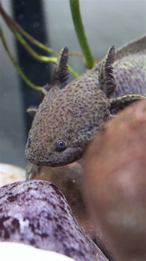 If you haven't visited Maxolotl the axolotl yet In the Reptile and Amphibian House, you're truly missing out! ☺️ | Philadelphia Zoo