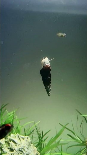 Rabbit snail 🐌 🐇 #nanoaquarium #plantedtank #aquarium #aquascape #aquariumhobby