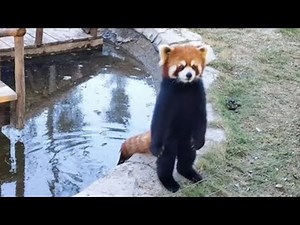 Red pandas stand tall to appear bigger dramatically | Your Daily Dose Of Animals