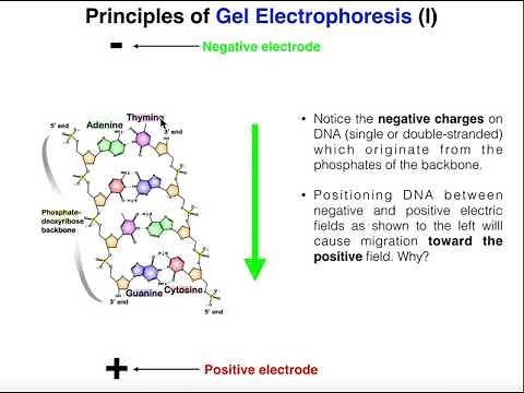 Biotechniques | Principles of Gel Electrophoresis (DNA gels)