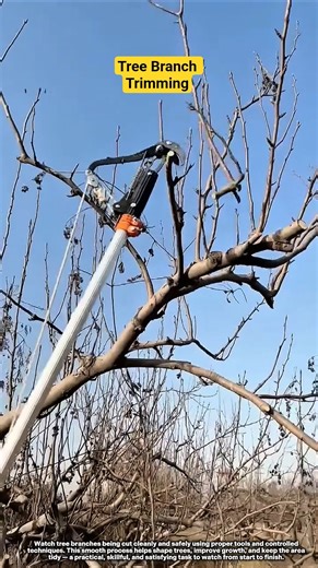 Efficient Tree Branch Trimming Method 🌳✂️