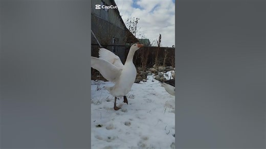 White Goose Flapping Her Wings in the Snow ❄️ | Cute Winter Moment