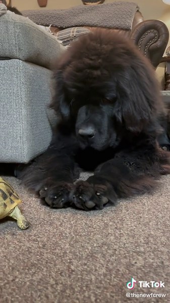 Creative Tortoise Name Ideas for Pet Owners