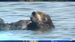 4.1K views · 1.1K reactions | Join host Jeff Corwin and Defenders of Wildlife on an epic adventure across California to connect with some of North America’s most magnificent marine mammals in today’s episode of #WildlifeNation! | Wildlife Nation | Facebook