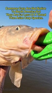 Carp Identification 🎣 #outdoors #carp #catfishing #fypシ #fishingadventures #fblifestyle | Bassquatch90