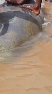 Le Lamantin d’Afrique, une espèce en voie de disparition au Mali Le lamantin, connu sous le nom de “Djila Mâ” au Mali, est un gros mammifère aquatique herbivore qui vit principalement dans les eaux littorales peu profondes, les lagunes et les embouchures de fleuves. Toutefois, cette espèce emblématique est aujourd’hui gravement menacée, principalement en raison des activités humaines. Apprécié pour sa chair de grande qualité, le lamantin d’Afrique fait l’objet d’une chasse intense et de captures