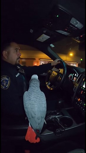 1.5K views · 41 reactions | Parrot Roasts Cop During Night Patrol #TalkingParrot #FunnyAnimals #PoliceHumor #ParrotRoast #ViralPets A savage talking parrot rides shotgun with a police officer during a late-night patrol and absolutely destroys him with hilarious insults about his driving skills. The officer tries to defend himself, but this feathered comedian has a comeback for everything! | Talking Parrot | Facebook