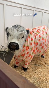 47M views · 614K reactions | My Cow's Bedtime Routine | My Mountain Husky | Facebook