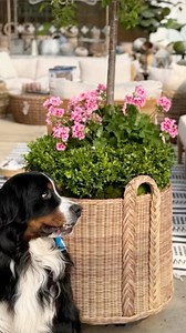 Brand new outdoor baskets! We LOVE this as a permanent piece and investment that will last forever. Use it as a planter or for pool towels & cushions. Made of our outdoor resin that is designed to be out in the elements. We have a few in stock once these are gone please allow lead time for production. | Millstone Market & Nursery