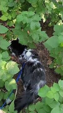 Cat on the Prowl for Mice in the Raspberry Patch!