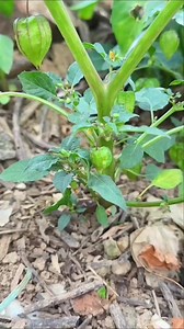 113K views · 1K reactions | #recipeoftheday #cookingtime | new facts official | Facebook