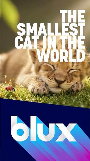 🐾 Meet the Smallest Cat in the World 😍📏 | #blux