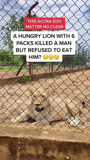 Lions in Ghana: Exploring Achimota Zoo and Wildlife